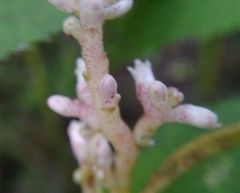 Cuscuta lupuliformis