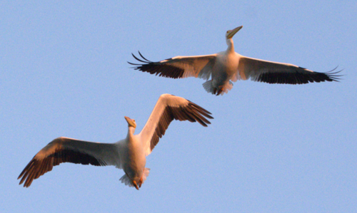 American White Pelican (Pelecanus erythrorhynchos)