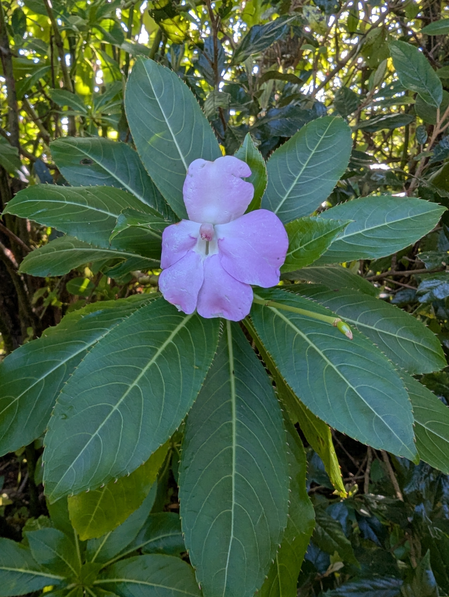 Imagem de Maria-sem-vergonha