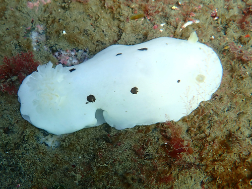 Diaulula sandiegensis