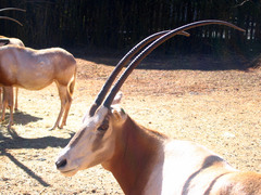 Oryx dammah