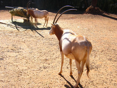 Oryx dammah
