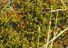 Scorpidium scorpioides