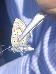 Plebejus fridayi