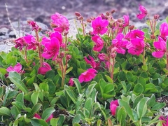 Rhododendron camtschaticum