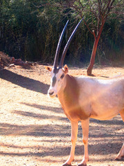 Oryx