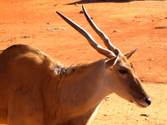 Tragelaphus