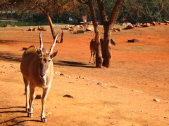 Tragelaphus