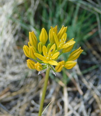 Triteleia lemmoniae