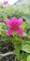 Rhododendron camtschaticum