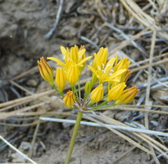Triteleia lemmoniae