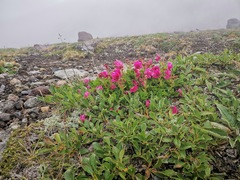 Rhododendron camtschaticum