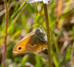 Coenonympha california subfusca