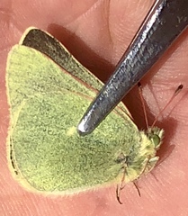 Colias behrii