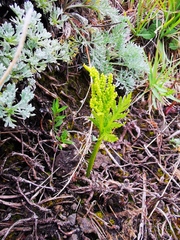 Botrychium lanceolatum