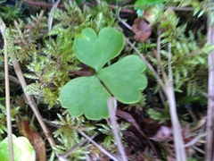 Ranunculus lapponicus