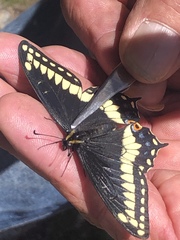 Papilio indra