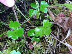 Ranunculus lapponicus