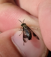 Chrysops univittatus