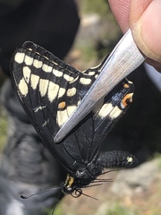 Papilio indra