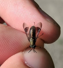 Chrysops univittatus