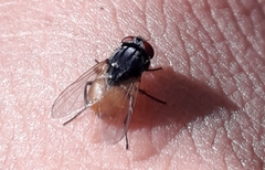 Musca ventrosa