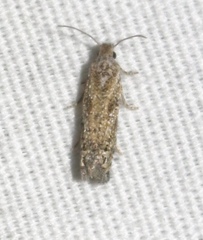 Pelochrista comatulana