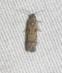 Pelochrista comatulana