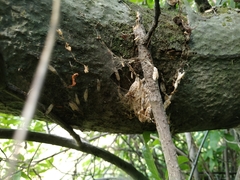 Yponomeuta evonymella