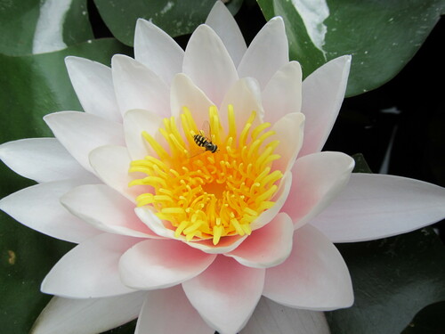 Nymphaea alba