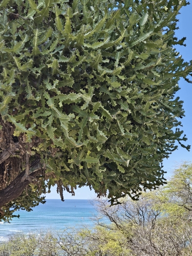 Foto de Cacto-candelabro