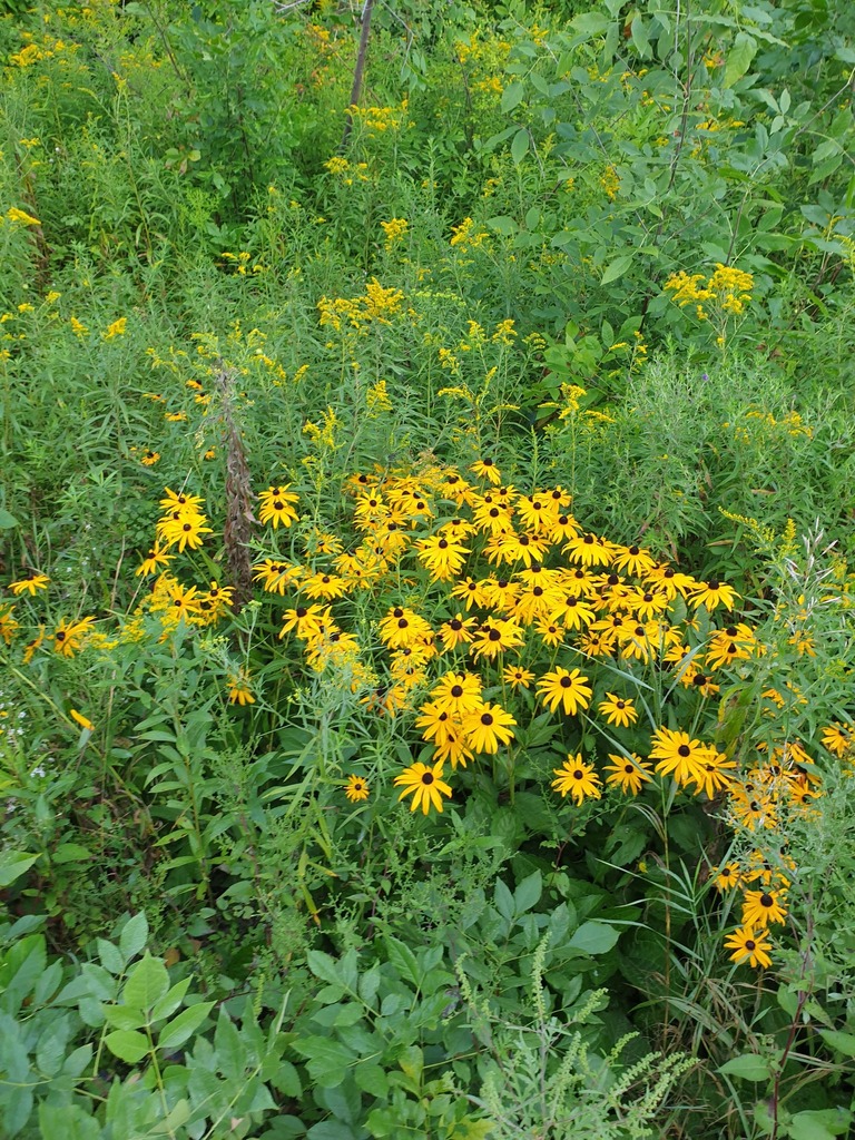 Rudbeckia fulgida, Peterborough County, ON, Canada