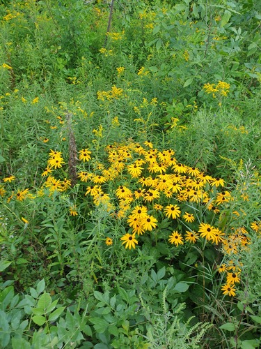 Rudbeckia fulgida iNat (3)