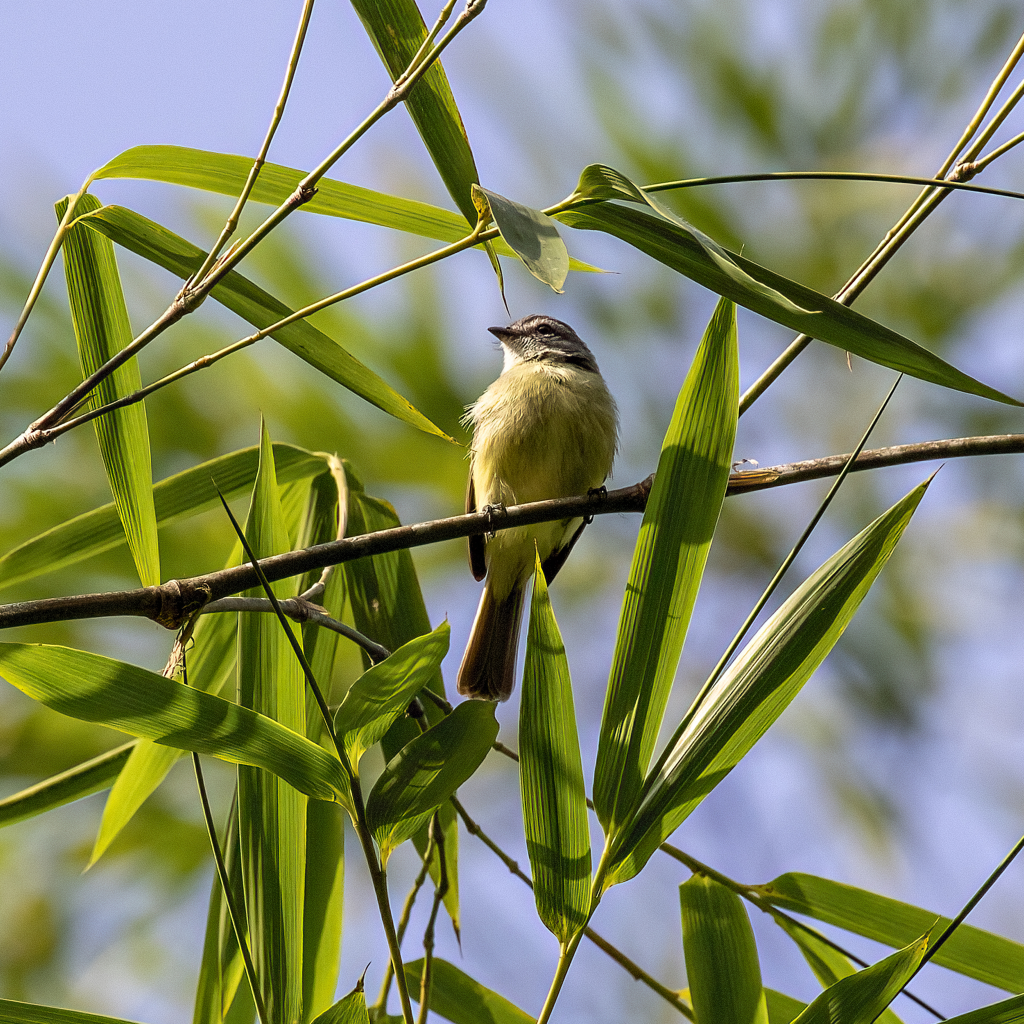 Sooty-headed Tyrannulet (Phyllomyias griseiceps), photo 4