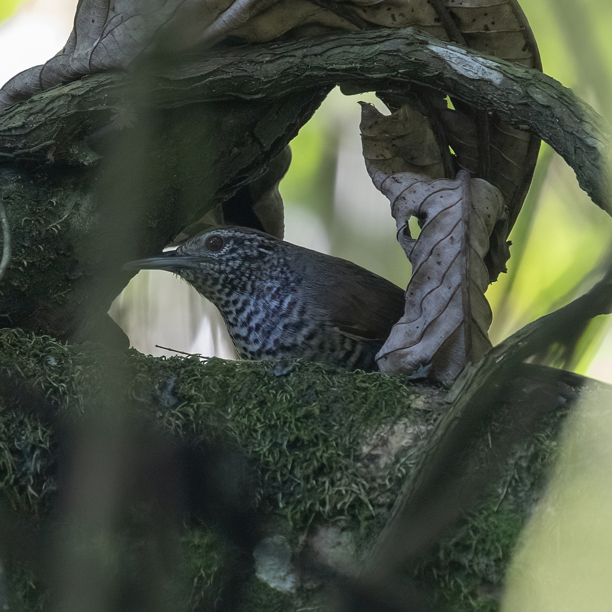 Speckle-breasted Wren (Pheugopedius sclateri), photo 8