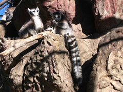 Lemur