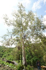 Platanus gentryi