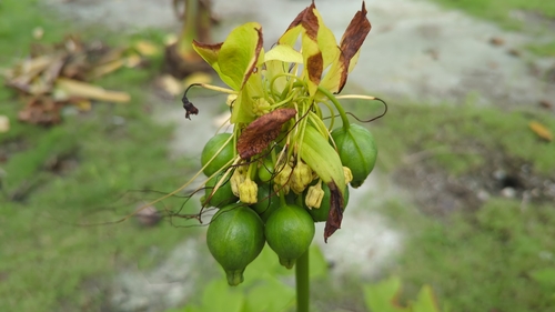 Tacca leontopetaloides observed 2025-01-25