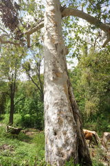 Platanus gentryi