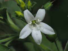 © Barry Sullender, some rights reserved (CC-BY-NC)