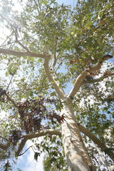 Platanus gentryi