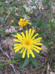 Hieracium umbellatum umbellatum