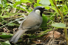 Pterorhinus chinensis