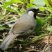 Black-throated Laughingthrush - Photo (c) Yu Ching Tam, some rights reserved (CC BY-NC-ND), uploaded by Yu Ching Tam