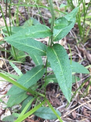 Hieracium umbellatum umbellatum