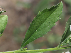 © Barry Sullender, some rights reserved (CC-BY-NC)