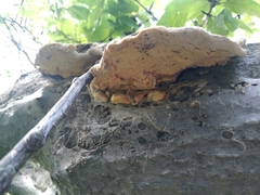 Yponomeuta evonymella