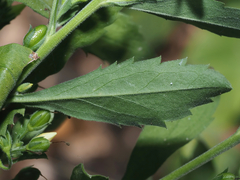 © Barry Sullender, some rights reserved (CC-BY-NC)