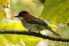 Hemixos castanonotus