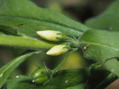 © Barry Sullender, some rights reserved (CC-BY-NC)